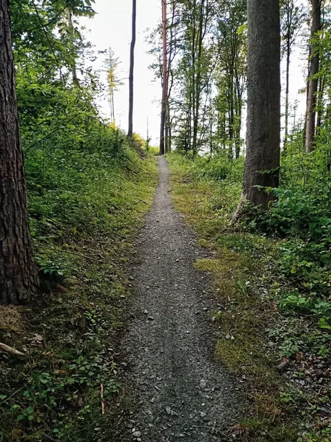 Singletrack - Pętla Różańcowa
