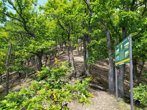 Singletrack - Pętla Hrabiowska